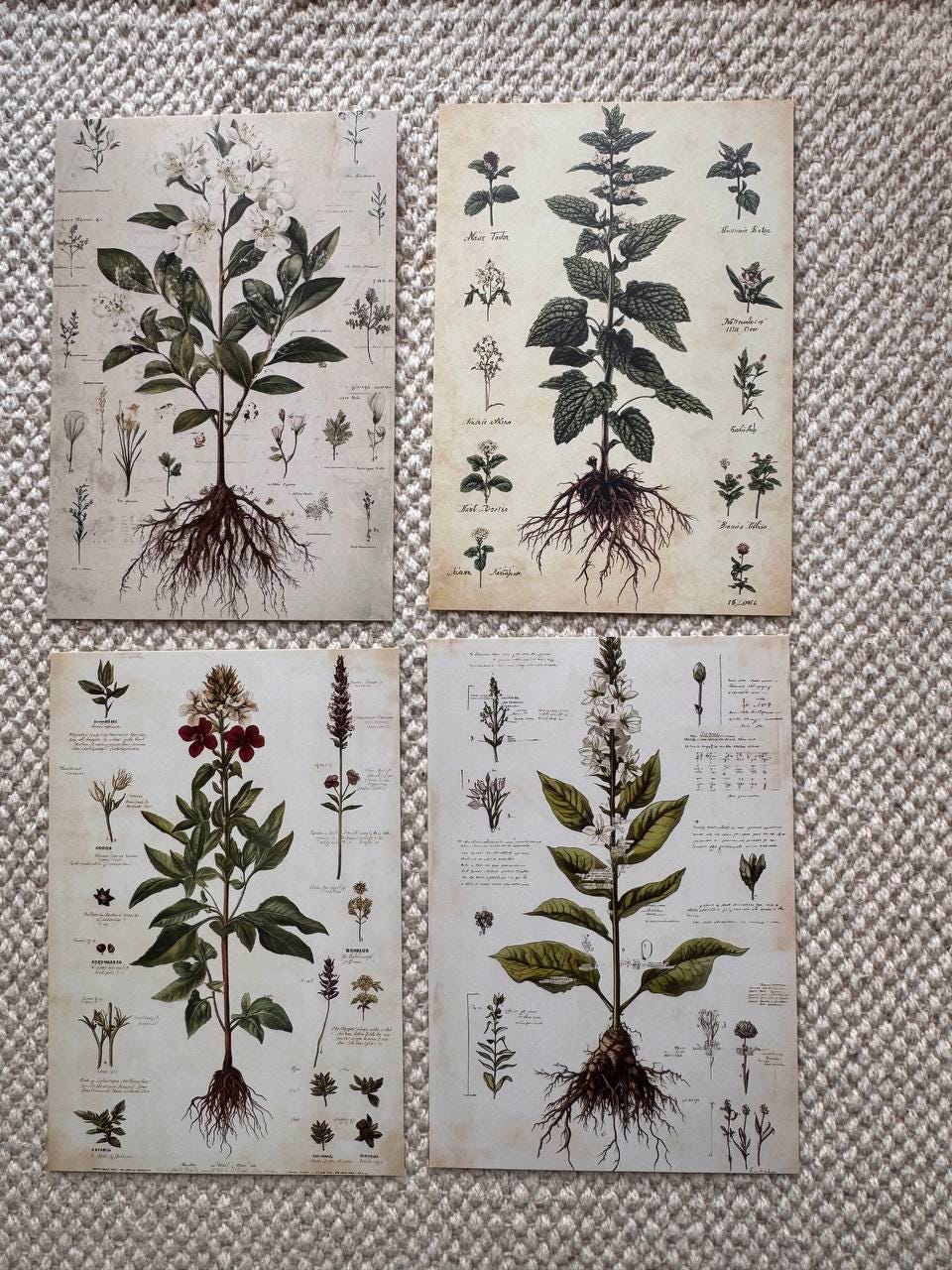 Set of 20, Vintage Botanical Postcard , Botanical Ephemera Cards, Junk Journal Supplies, Nature Collage Cards