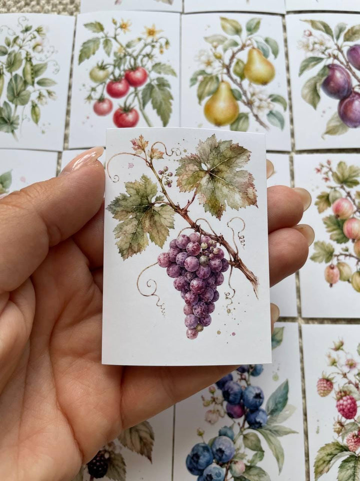 16 Botanical Fruit & Berry Stickers, Watercolour Garden Stickers, Vintage Fruit Journal Scrapbook Planner Craft Stickers, 5x7cm