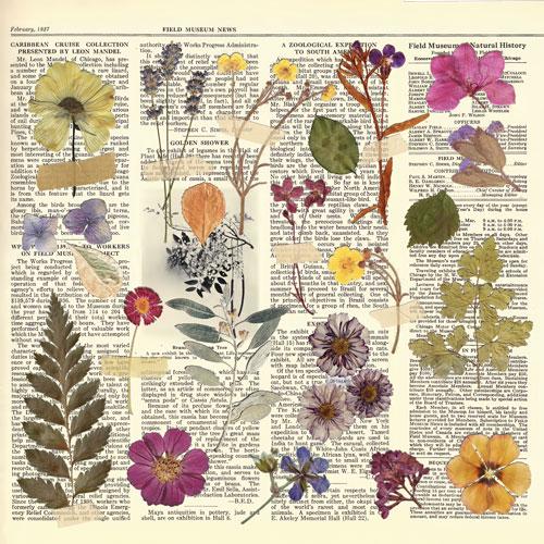 Summer Botanical Story Scrapbook Paper 8x8, Double Sided Vintage Botanical Paper, Junk Journal Craft Supplies