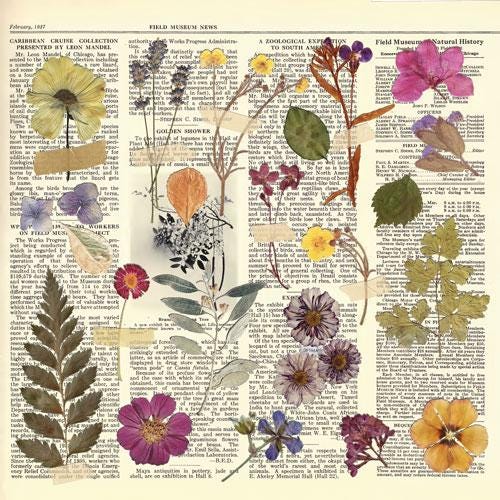 Summer Botanical Story Scrapbook Paper 8x8, Double Sided Vintage Botanical Paper, Junk Journal Craft Supplies