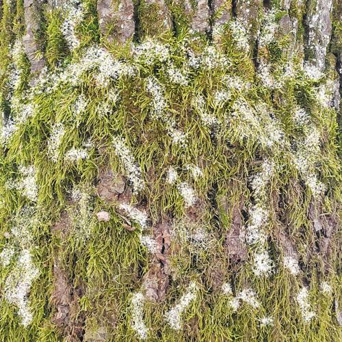 Country Winter Scrapbook Paper 8x8, Winter Woodland Paper, 10 Double Sided Sheets, Christmas Junk Journal & Card Making Supplies
