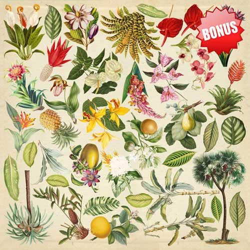 Botany Exotic Scrapbook Paper Pad 8x8, Double-Sided Botanical Paper, Tropical Paper for Junk Journal Crafts