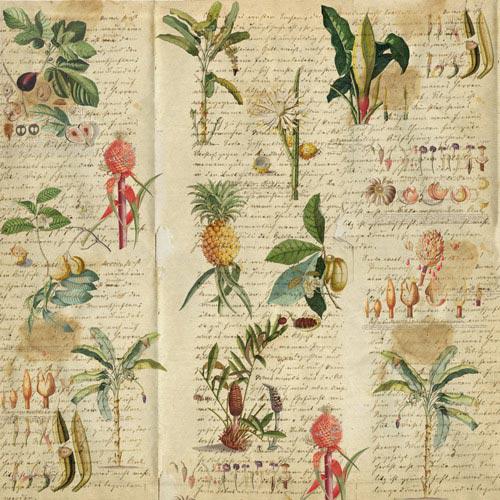 Botany Exotic Scrapbook Paper Pad 8x8, Double-Sided Botanical Paper, Tropical Paper for Junk Journal Crafts