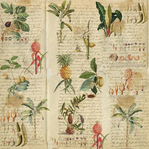 Botany Exotic Scrapbook Paper Pad 8x8, Double-Sided Botanical Paper, Tropical Paper for Junk Journal Crafts