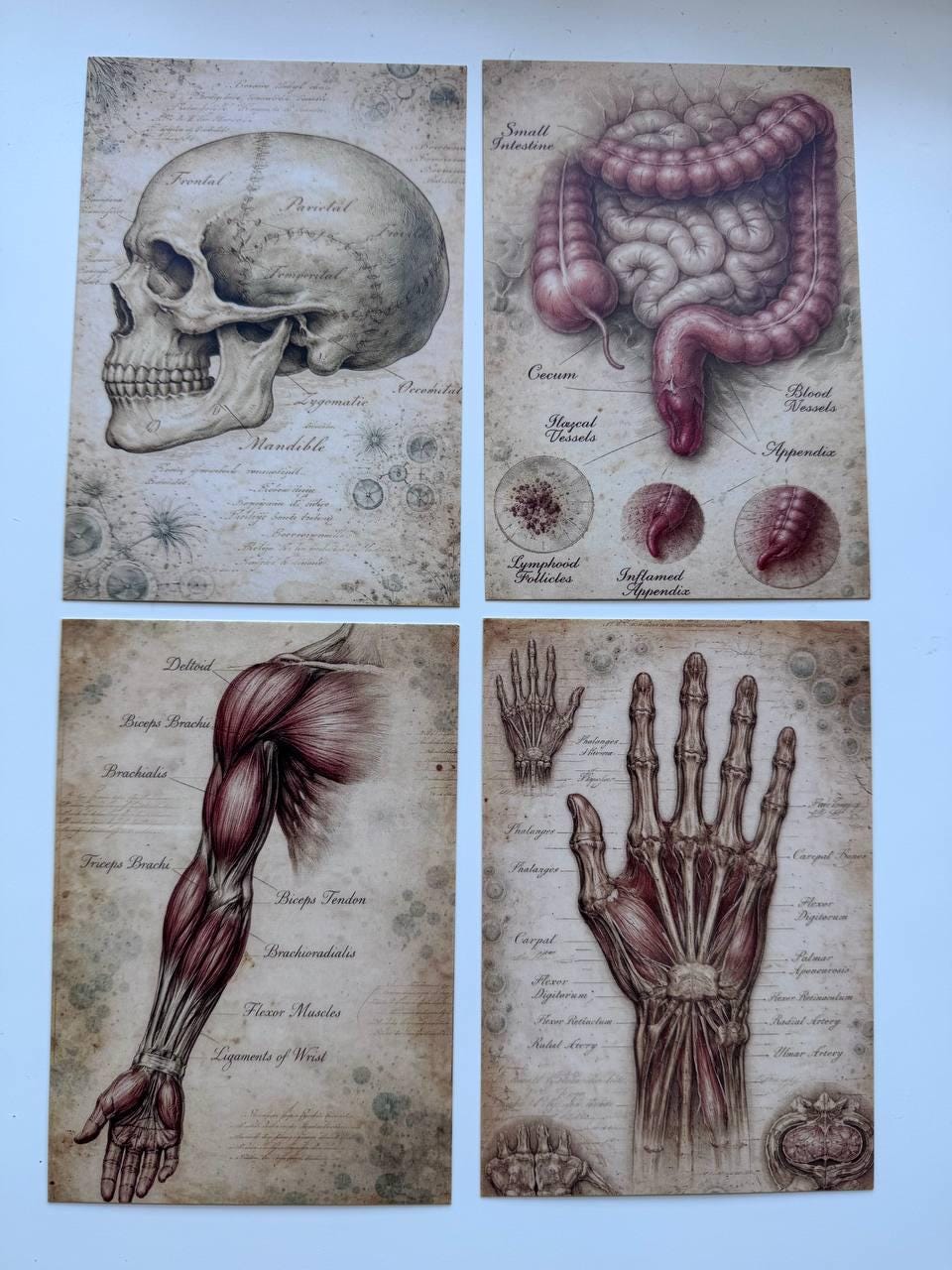 Set of 20 Vintage Anatomy Postcards 14.5 x 10 cm, Medical Illustration Cards, Human Body Ephemera, Junk Journal Scrapbooking Supplies