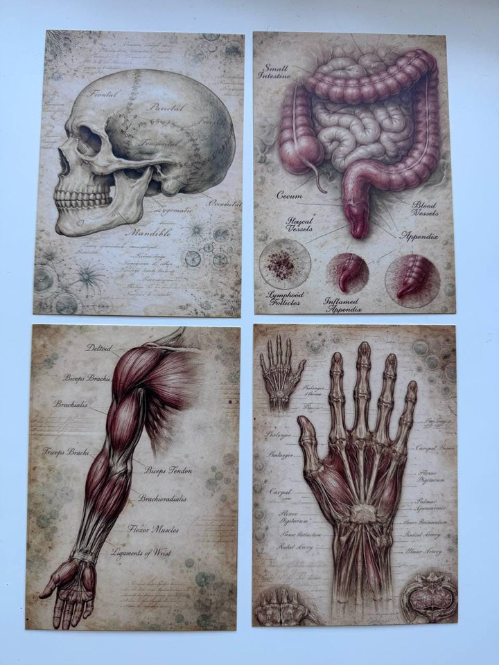 Set of 20 Vintage Anatomy Postcards 14.5 x 10 cm, Medical Illustration Cards, Human Body Ephemera, Junk Journal Scrapbooking Supplies