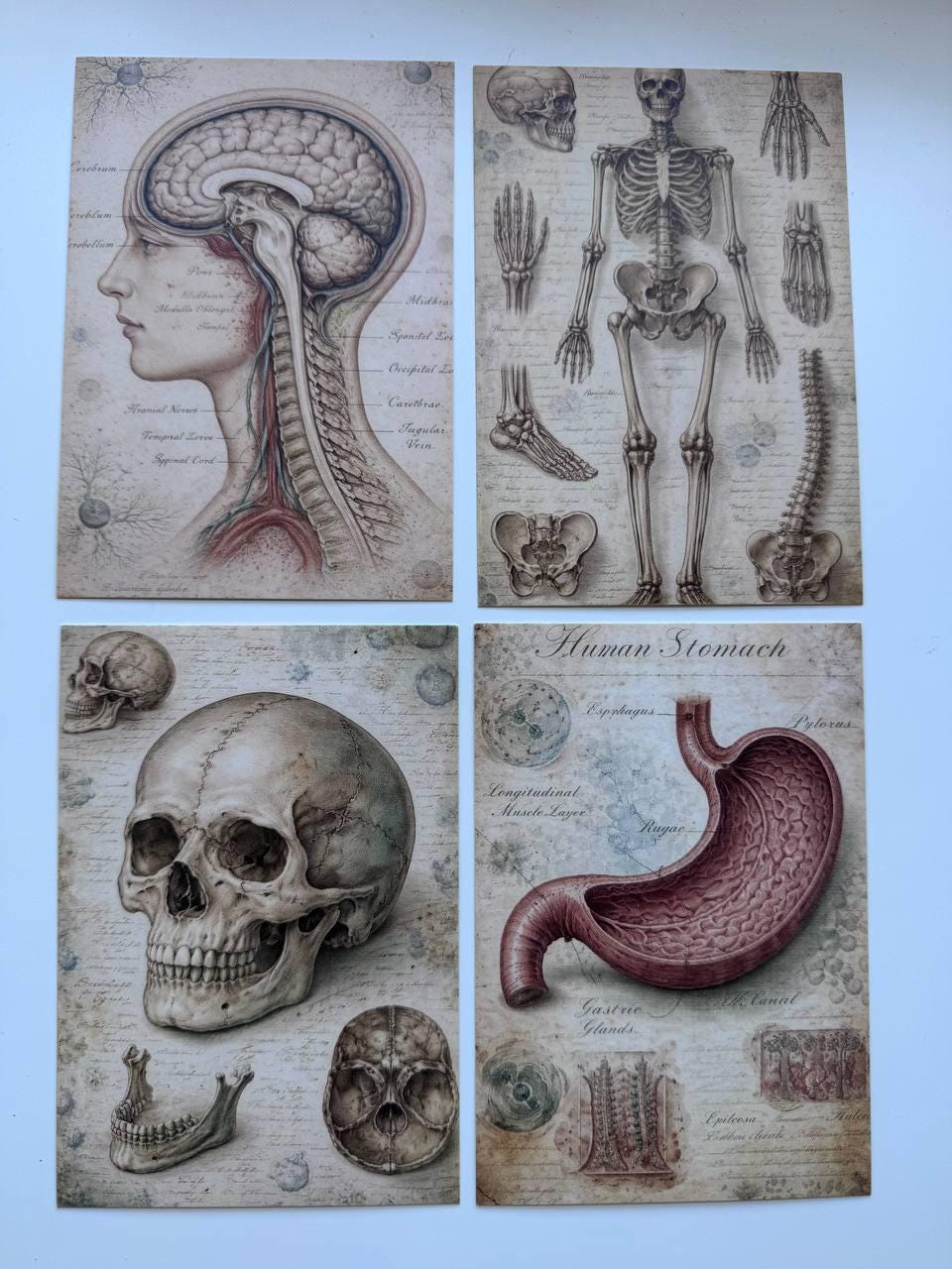 Set of 20 Vintage Anatomy Postcards 14.5 x 10 cm, Medical Illustration Cards, Human Body Ephemera, Junk Journal Scrapbooking Supplies