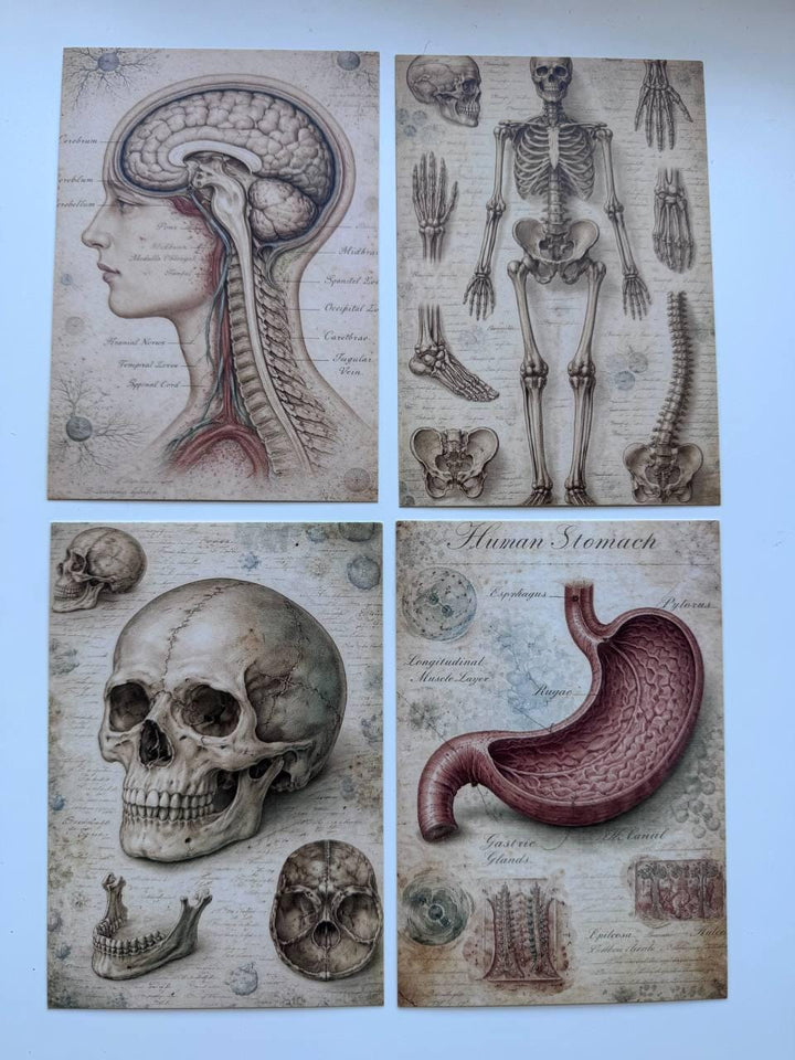 Set of 20 Vintage Anatomy Postcards 14.5 x 10 cm, Medical Illustration Cards, Human Body Ephemera, Junk Journal Scrapbooking Supplies