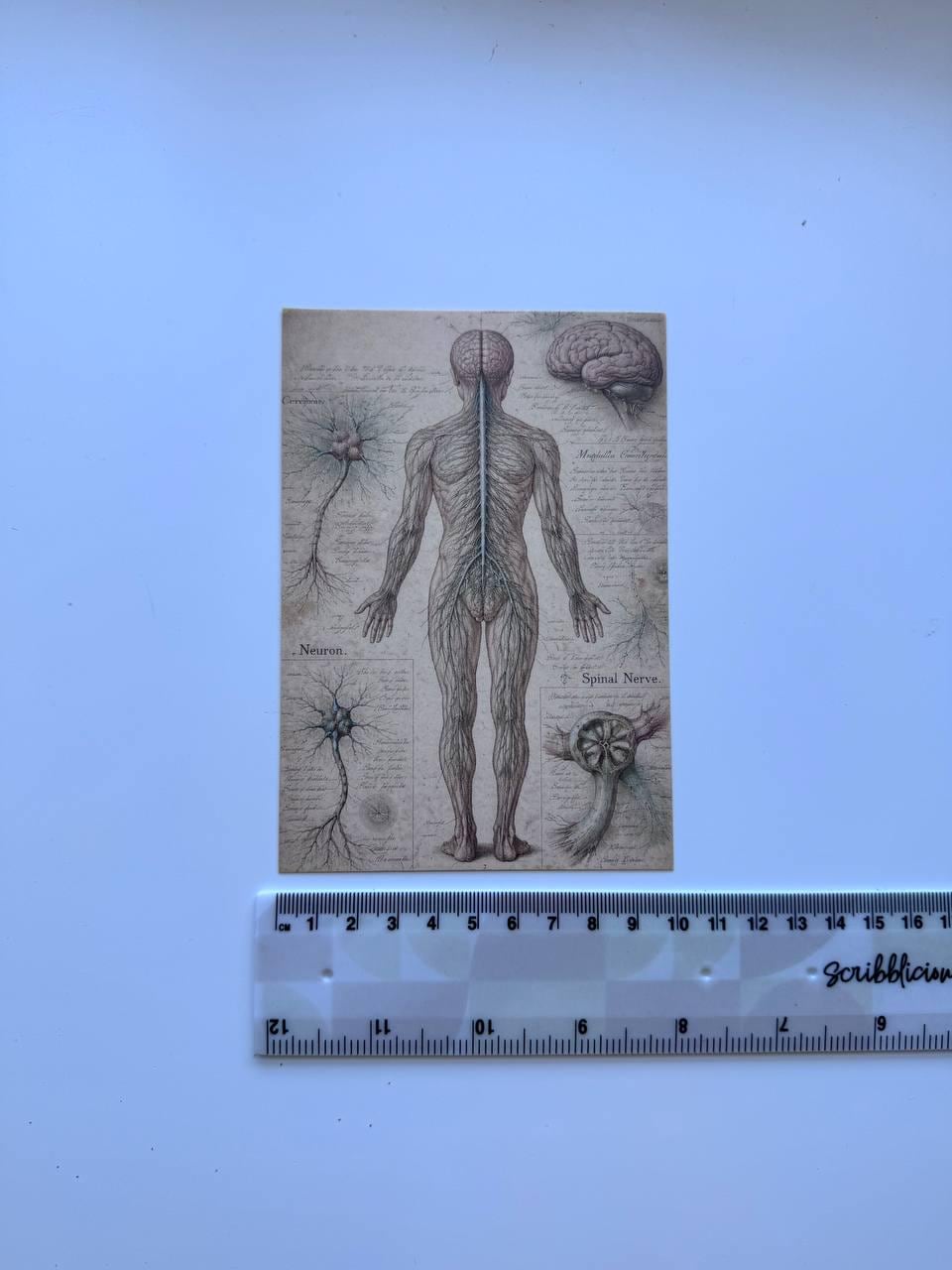 Set of 20 Vintage Anatomy Postcards 14.5 x 10 cm, Medical Illustration Cards, Human Body Ephemera, Junk Journal Scrapbooking Supplies