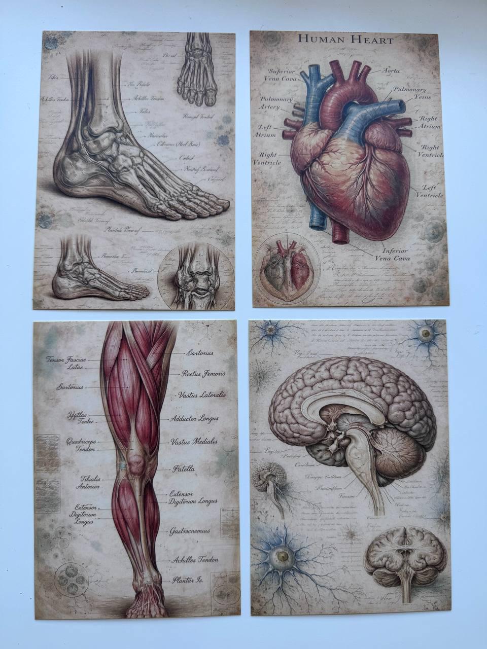 Set of 20 Vintage Anatomy Postcards 14.5 x 10 cm, Medical Illustration Cards, Human Body Ephemera, Junk Journal Scrapbooking Supplies
