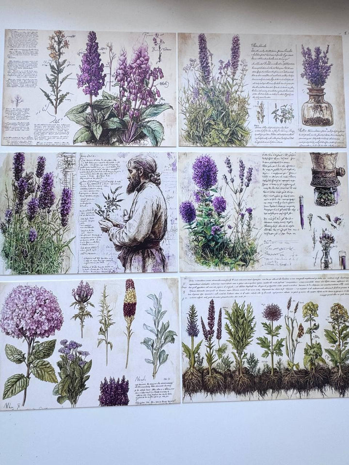 Set of 20 Vintage Botanical Postcards 14.5 x 10 cm, Herb & Lavender Cards, Apothecary Ephemera, Junk Journal Scrapbooking Supplies