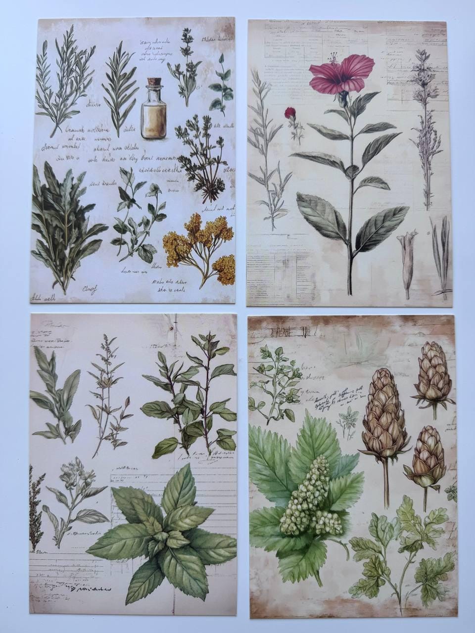 Set of 20 Vintage Botanical Postcards 14.5 x 10 cm, Wildflower Herb Cards, Botanical Ephemera, Junk Journal Scrapbooking Supplies