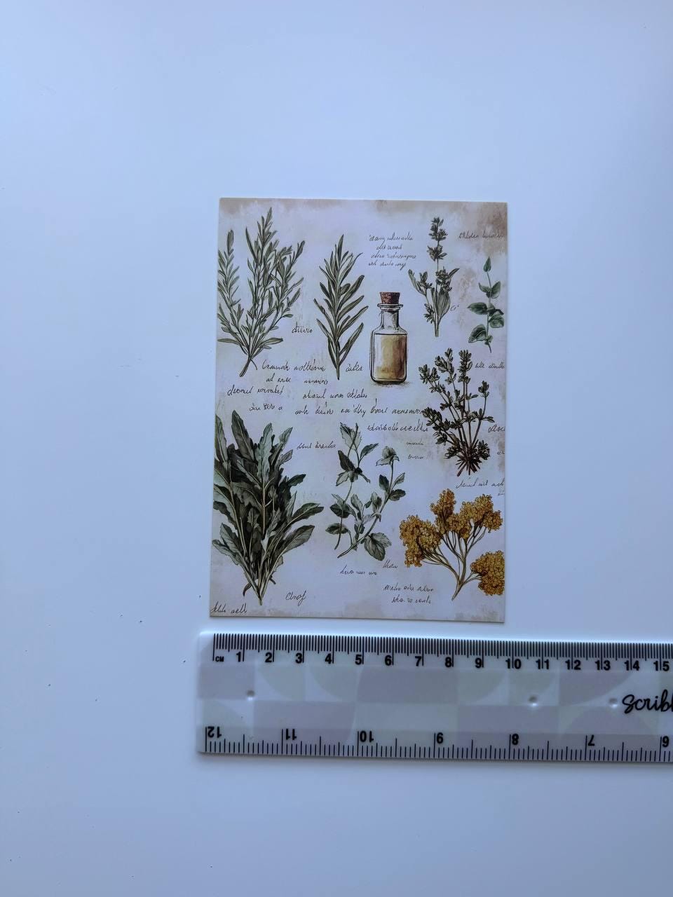 Set of 20 Vintage Botanical Postcards 14.5 x 10 cm, Wildflower Herb Cards, Botanical Ephemera, Junk Journal Scrapbooking Supplies