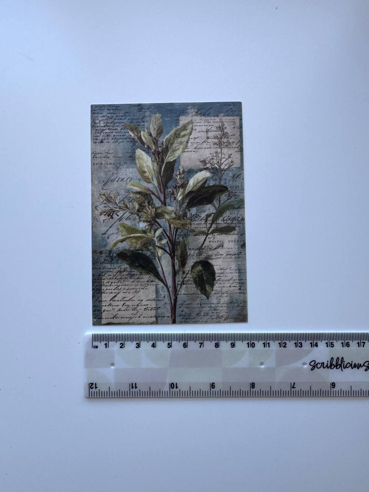 Set of 20 Vintage Herb Postcards 14.5 x 10 cm, Botanical Herb Cards, Sage Garden Ephemera, Junk Journal Scrapbooking Supplies