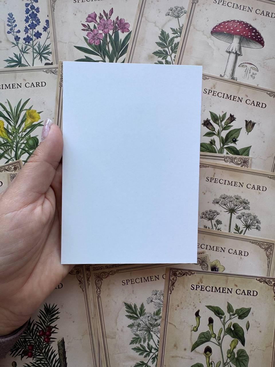 Set of 20 Gothic Botanical Postcards 14.5 x 10 cm, Poison Plant Specimen Cards, Vintage Apothecary Junk Journal Supplies