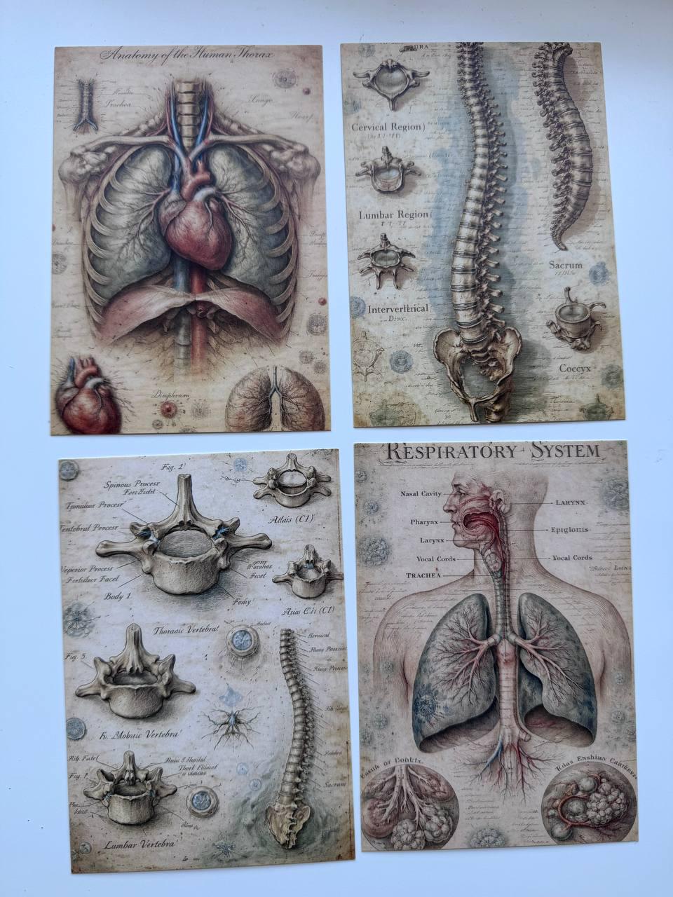 Set of 20 Vintage Anatomy Postcards 14.5 x 10 cm, Medical Illustration Cards, Human Body Ephemera, Junk Journal Scrapbooking Supplies