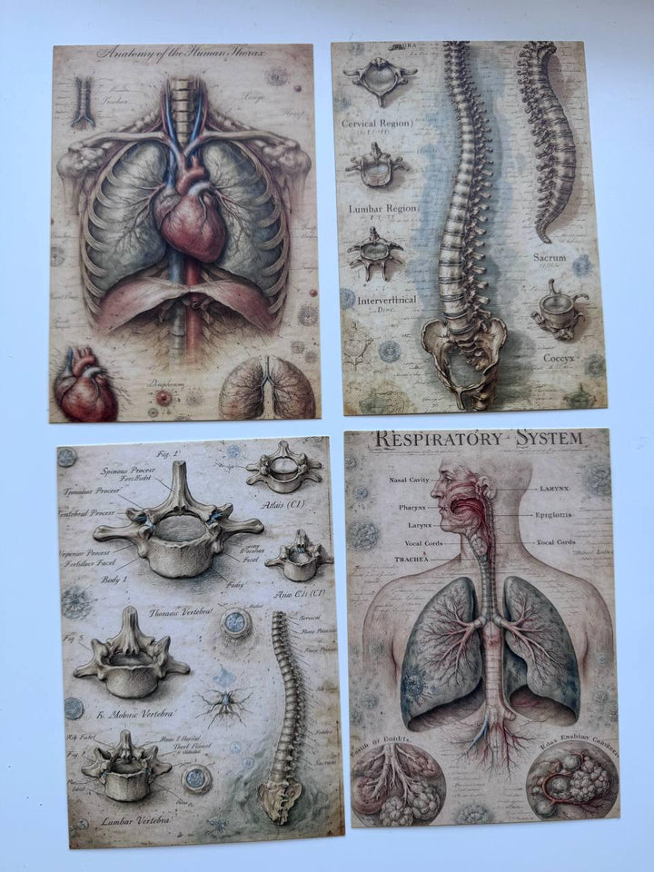 Set of 20 Vintage Anatomy Postcards 14.5 x 10 cm, Medical Illustration Cards, Human Body Ephemera, Junk Journal Scrapbooking Supplies