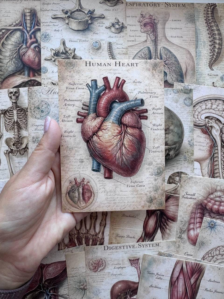 Set of 20 Vintage Anatomy Postcards 14.5 x 10 cm, Medical Illustration Cards, Human Body Ephemera, Junk Journal Scrapbooking Supplies