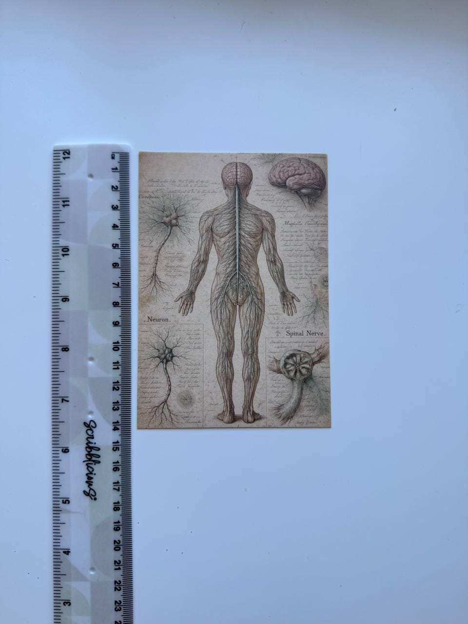 Set of 20 Vintage Anatomy Postcards 14.5 x 10 cm, Medical Illustration Cards, Human Body Ephemera, Junk Journal Scrapbooking Supplies