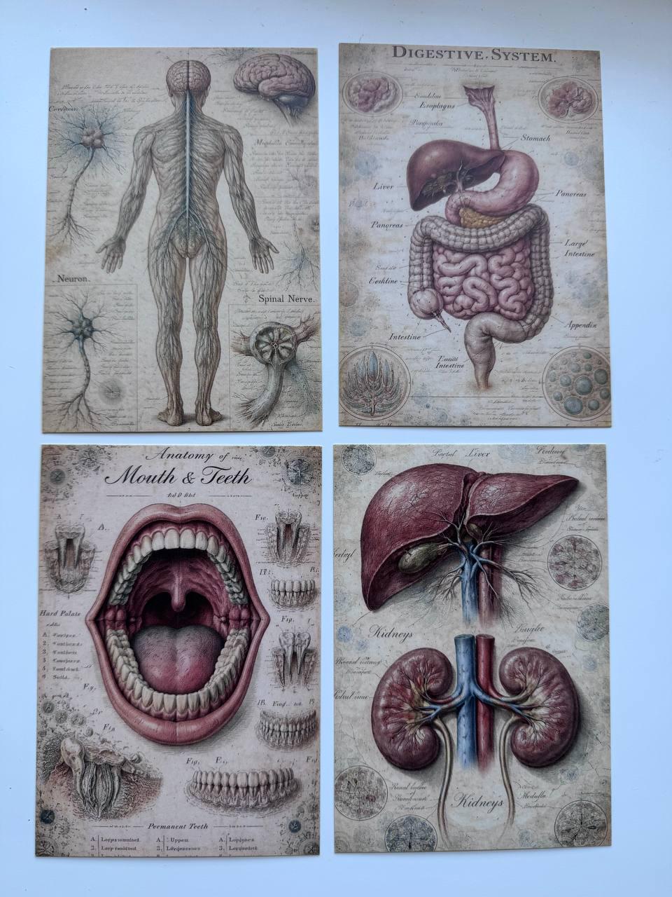 Set of 20 Vintage Anatomy Postcards 14.5 x 10 cm, Medical Illustration Cards, Human Body Ephemera, Junk Journal Scrapbooking Supplies