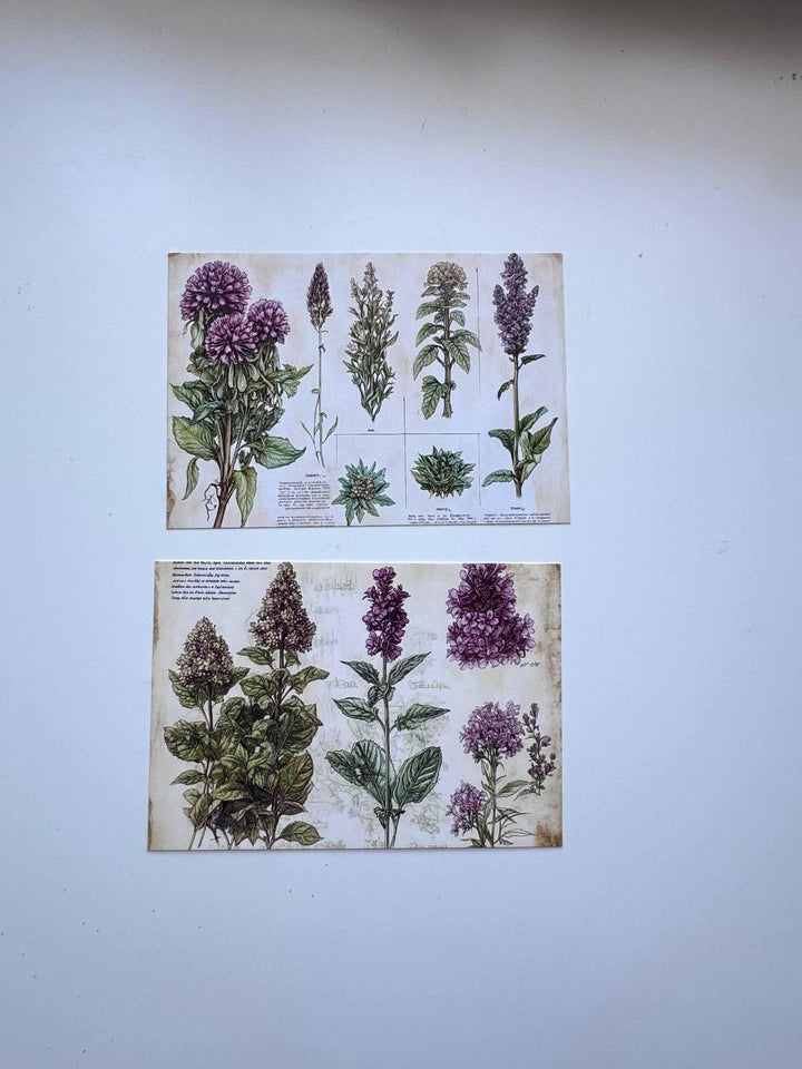 Set of 20 Vintage Botanical Postcards 14.5 x 10 cm, Herb & Lavender Cards, Apothecary Ephemera, Junk Journal Scrapbooking Supplies