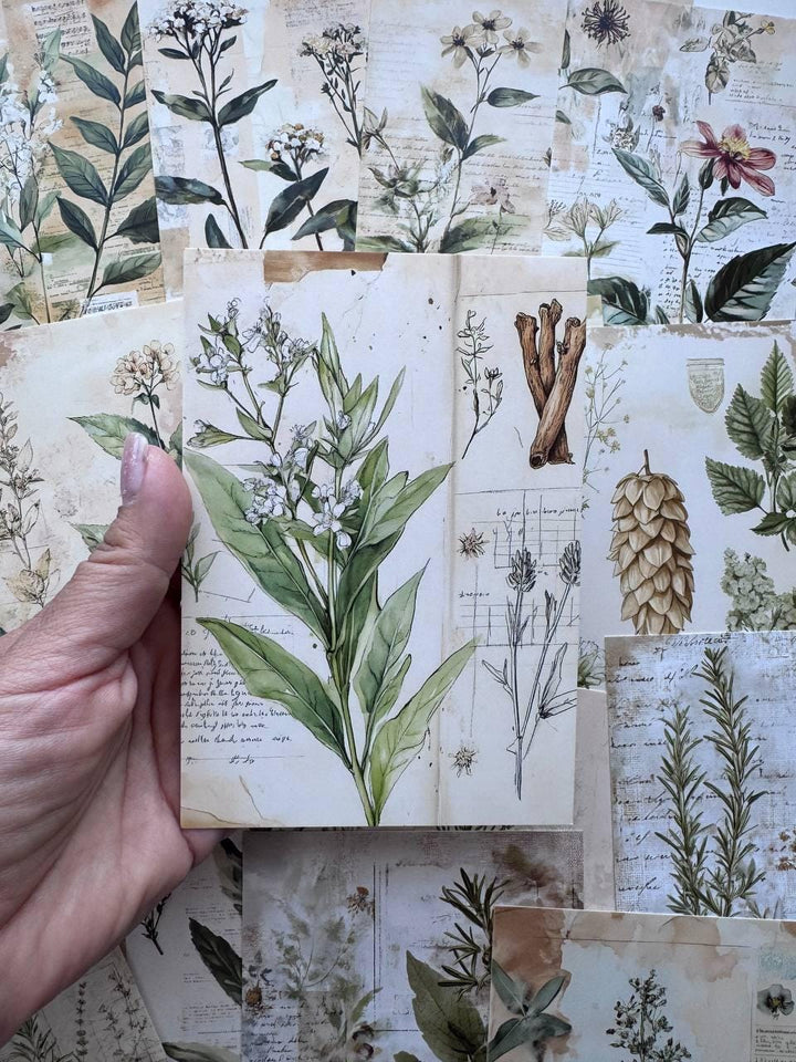 Set of 20 Vintage Botanical Postcards 14.5 x 10 cm, Wildflower Herb Cards, Botanical Ephemera, Junk Journal Scrapbooking Supplies