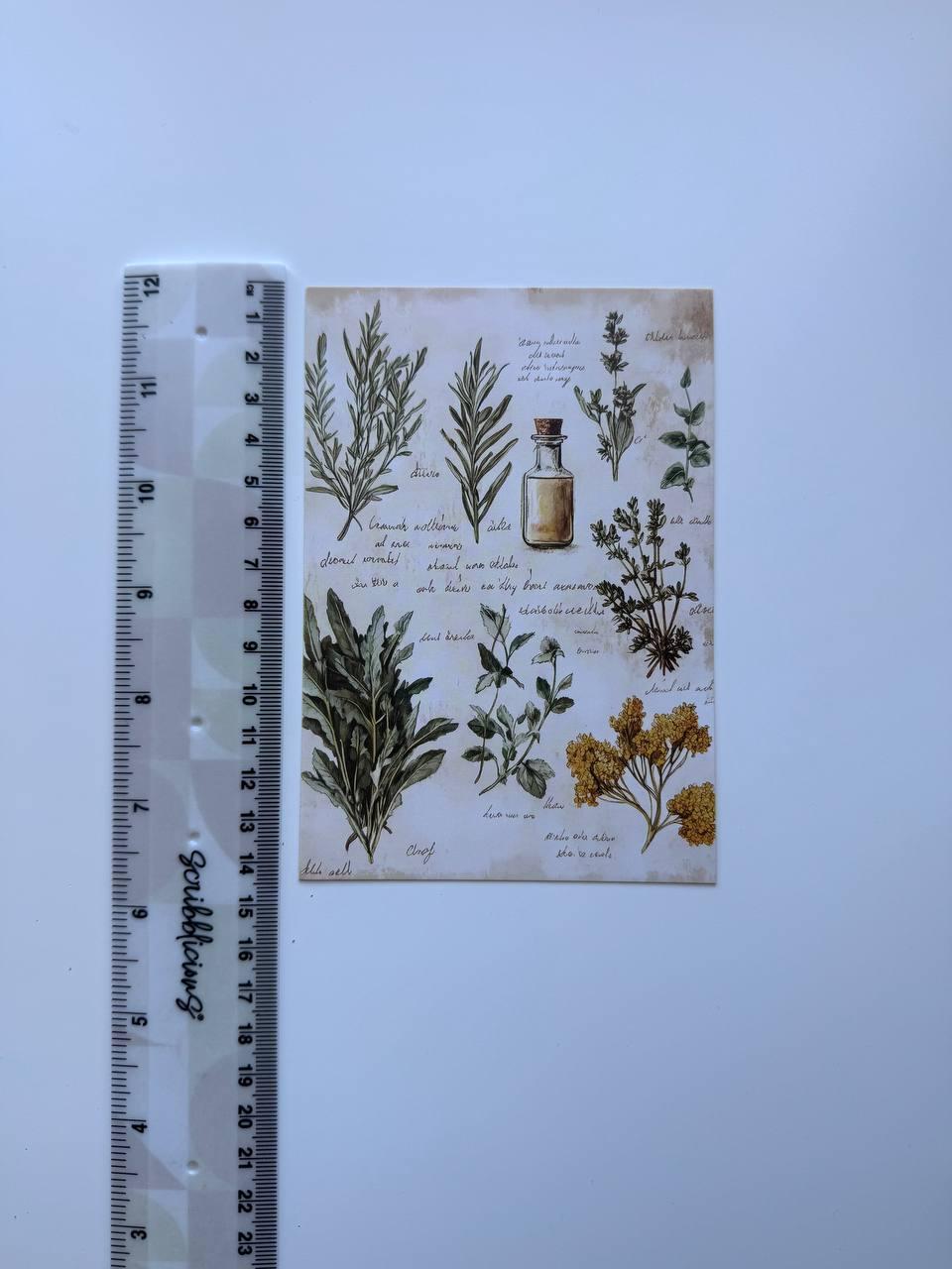 Set of 20 Vintage Botanical Postcards 14.5 x 10 cm, Wildflower Herb Cards, Botanical Ephemera, Junk Journal Scrapbooking Supplies