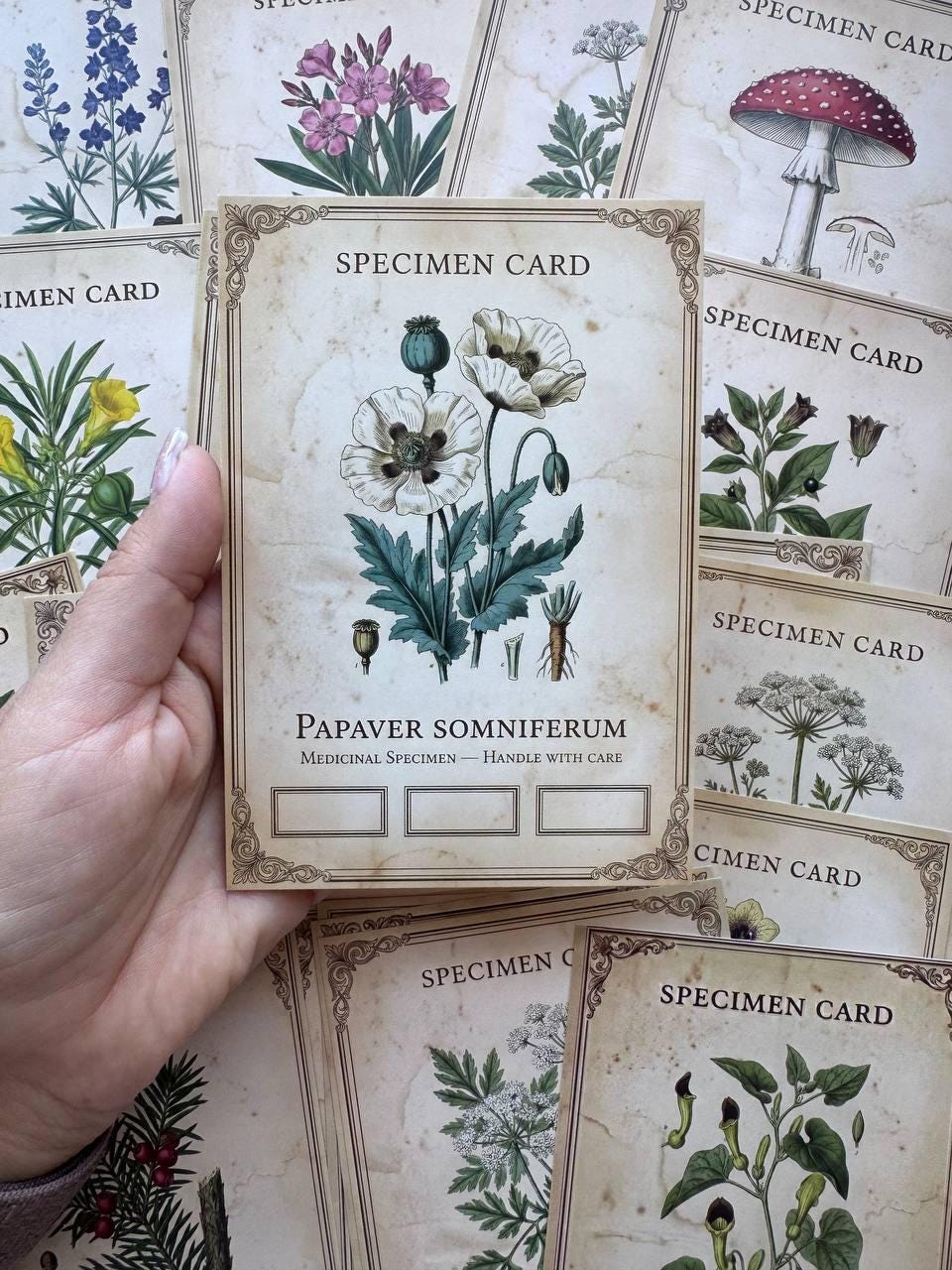 Set of 20 Gothic Botanical Postcards 14.5 x 10 cm, Poison Plant Specimen Cards, Vintage Apothecary Junk Journal Supplies