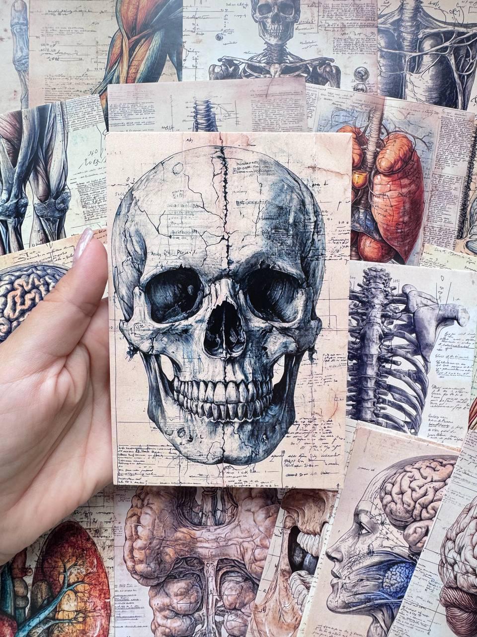 Set of 20 Anatomy Postcards 14.5x10 cm, Vintage Medical Illustration Cards, Anatomical Ephemera for Journals, Scrapbooking