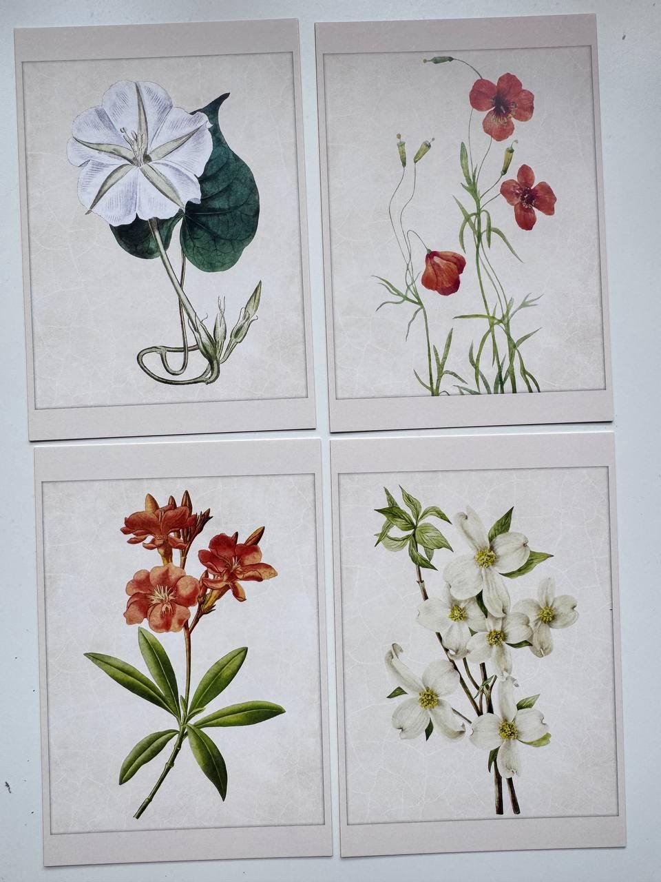 Set of 20 Botanical Flower Postcards 14.5x10 cm, Vintage Floral Cards, Botanical Illustrations, Junk Journal Ephemera, Scrapbook Supplies