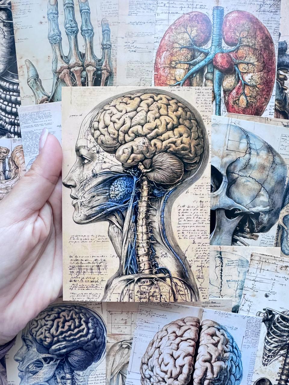 Set of 20 Anatomy Postcards 14.5x10 cm, Vintage Medical Illustration Cards, Skull Brain Heart Organ Art, Gothic Study Ephemera