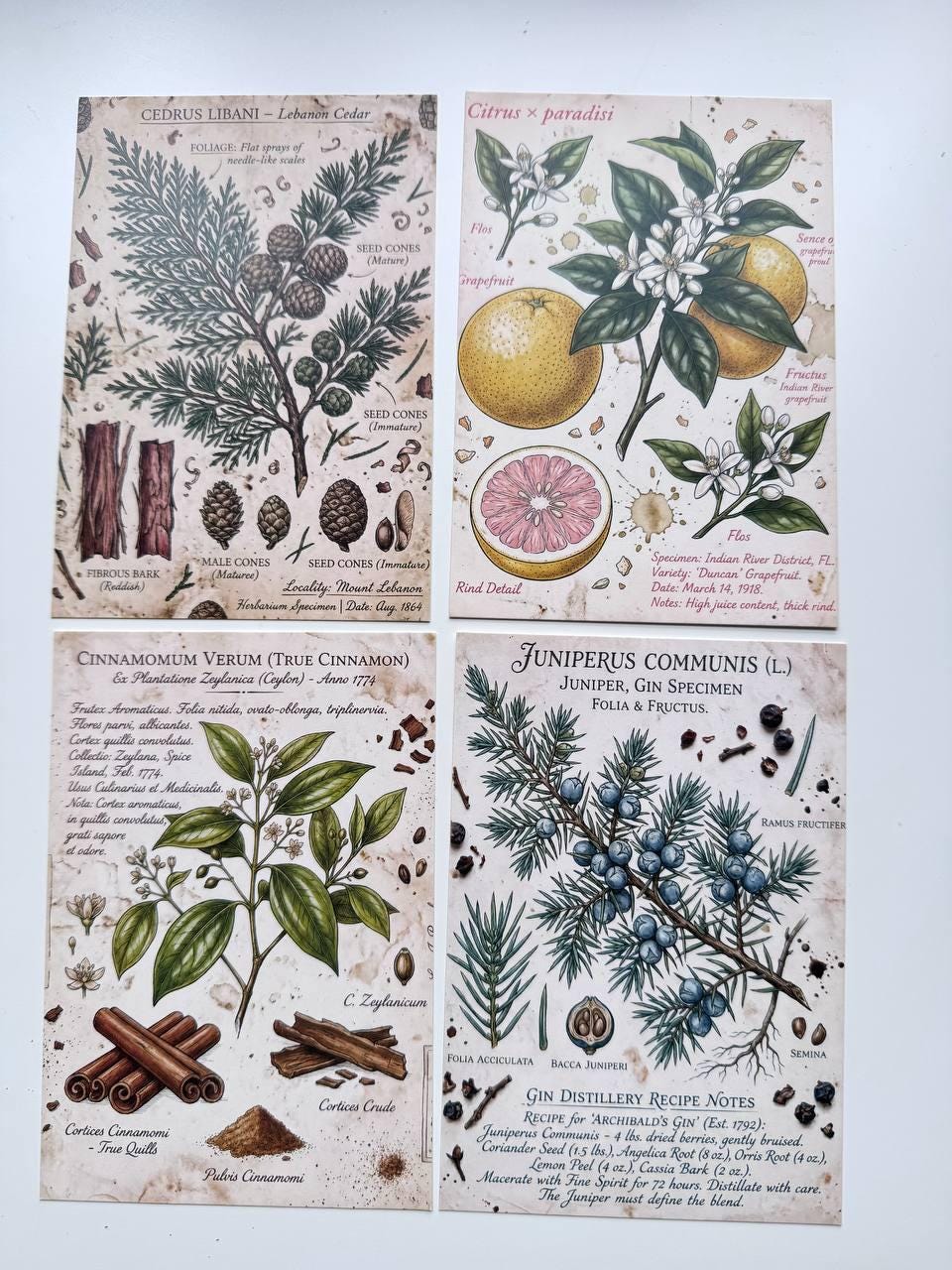 Set of 20 Vintage Botanical Postcards, Herbarium & Apothecary Cards, Plant Illustration Ephemera, 14.5 x 10 cm, Junk Journal Supplies