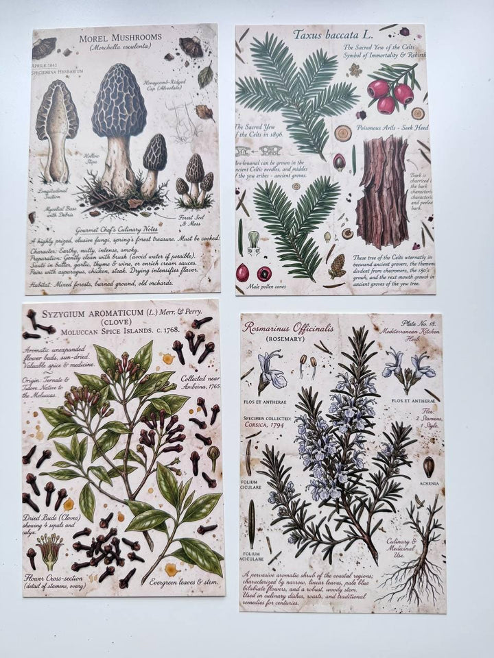 Set of 20 Vintage Botanical Postcards, Herbarium & Apothecary Cards, Plant Illustration Ephemera, 14.5 x 10 cm, Junk Journal Supplies