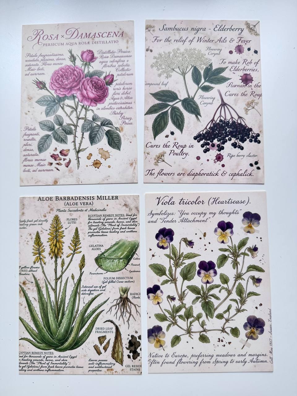 Set of 20 Vintage Botanical Postcards, Herbarium & Apothecary Cards, Plant Illustration Ephemera, 14.5 x 10 cm, Junk Journal Supplies