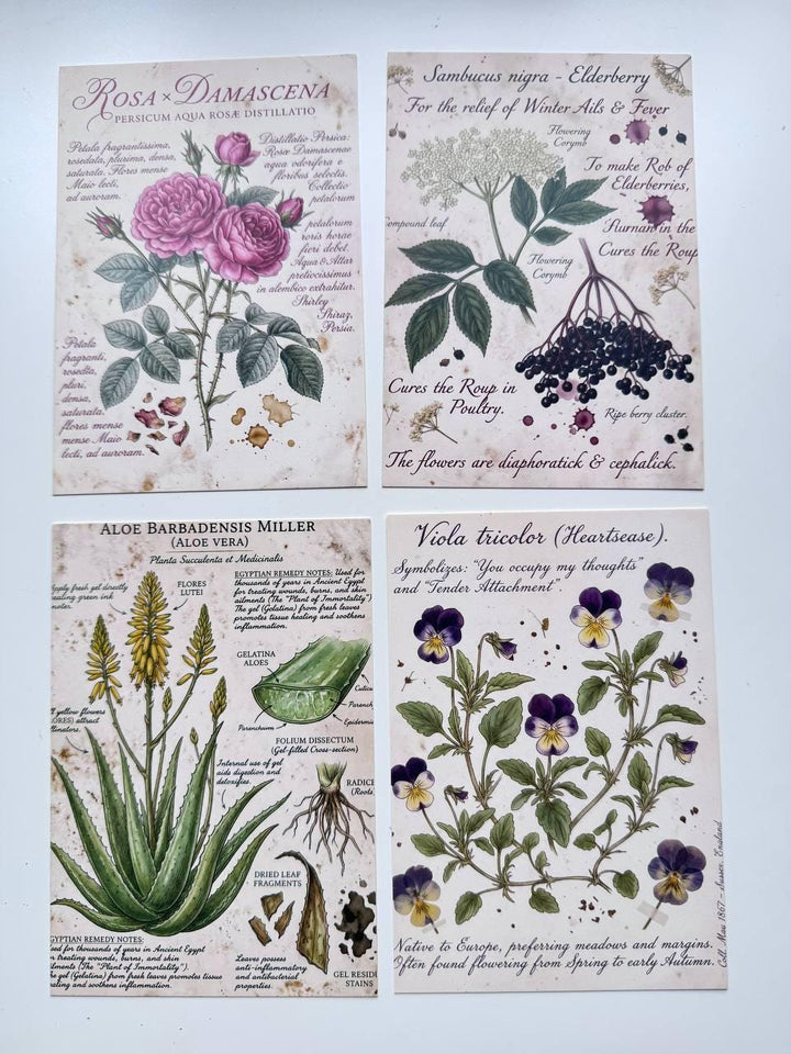 Set of 20 Vintage Botanical Postcards, Herbarium & Apothecary Cards, Plant Illustration Ephemera, 14.5 x 10 cm, Junk Journal Supplies