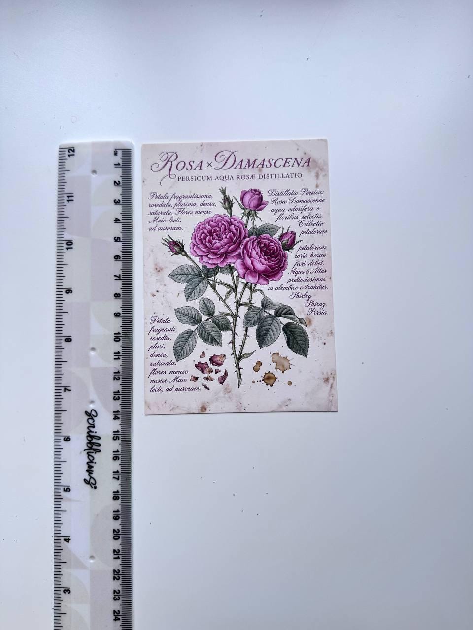 Set of 20 Vintage Botanical Postcards, Herbarium & Apothecary Cards, Plant Illustration Ephemera, 14.5 x 10 cm, Junk Journal Supplies