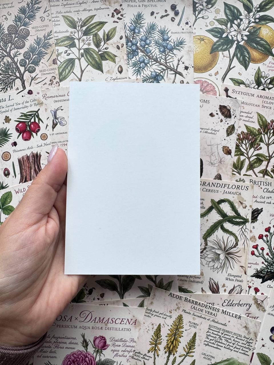 Set of 20 Vintage Botanical Postcards, Herbarium & Apothecary Cards, Plant Illustration Ephemera, 14.5 x 10 cm, Junk Journal Supplies