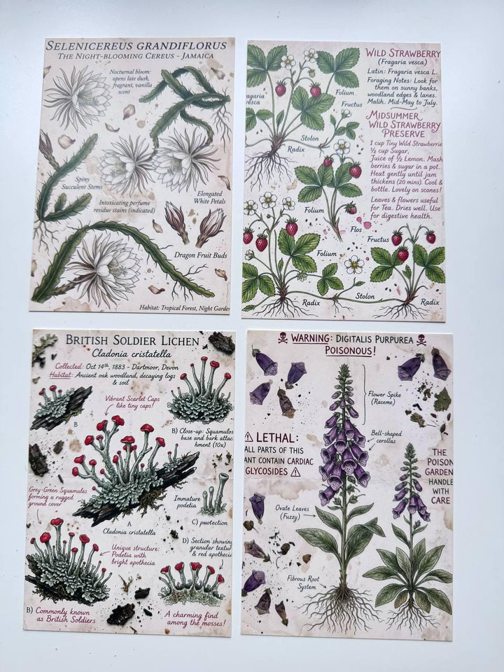 Set of 20 Vintage Botanical Postcards, Herbarium & Apothecary Cards, Plant Illustration Ephemera, 14.5 x 10 cm, Junk Journal Supplies