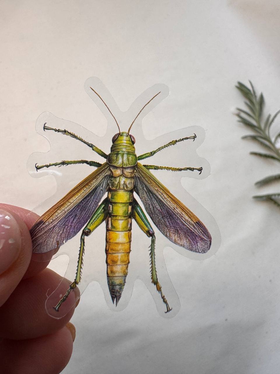 Transparent Watercolour Insect Sticker – Clear Decorative Sticker for Scrapbooking & Journals