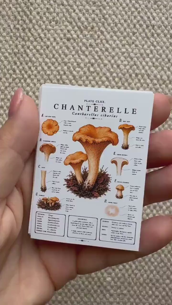 Vintage Mushroom Stickers Set of 16, Botanical Fungi Stickers, Cottagecore Nature Journal Stickers, Scrapbooking Decor, UK Handmade