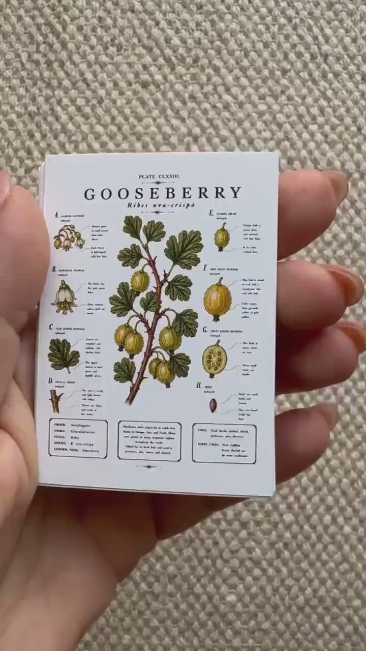 Vintage Fruit Stickers Set of 16, Botanical Fruit Illustrations, Cottagecore Journal Stickers, Fruit Ephemera, UK Handmade