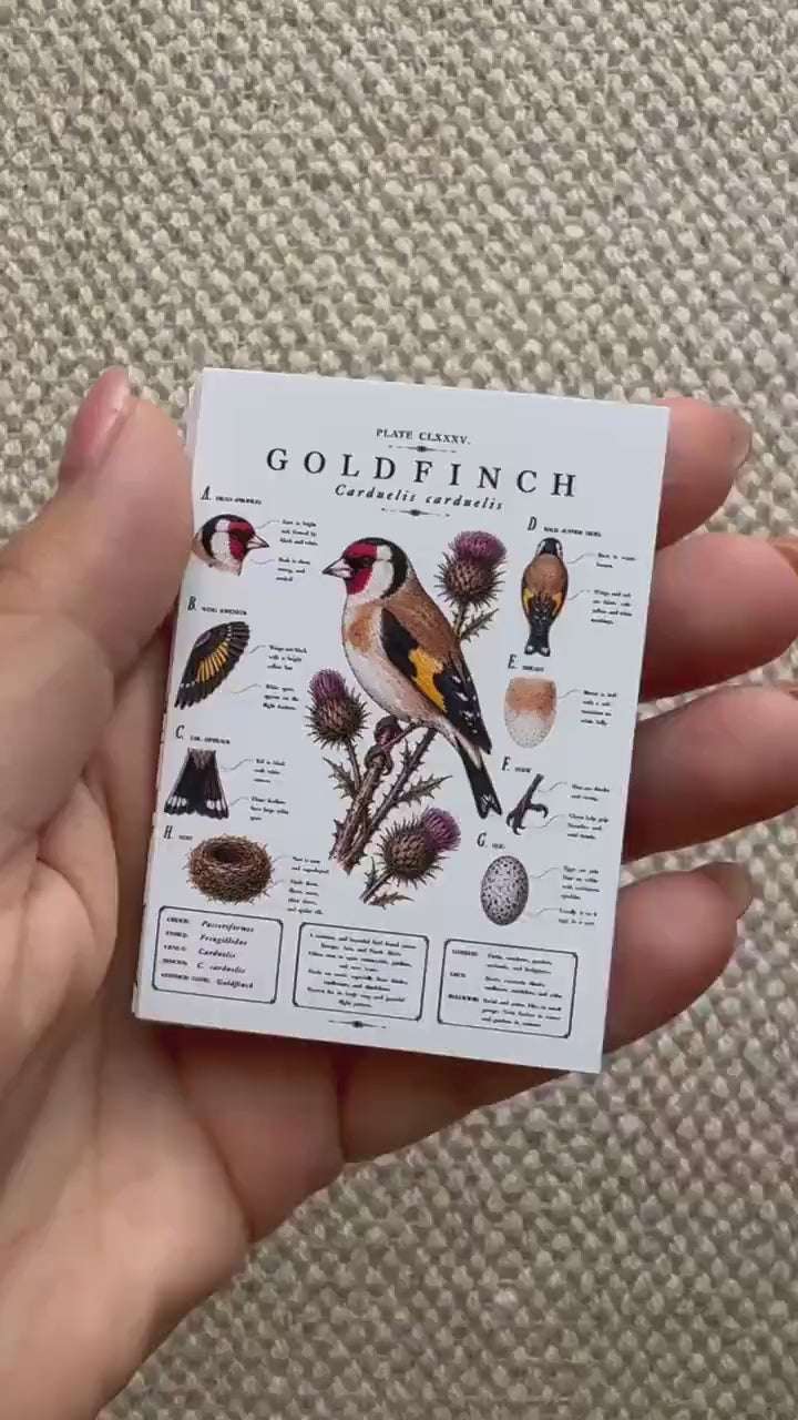 Vintage British Bird Stickers Set of 16, Botanical Bird Illustration Stickers, Nature Journal Stickers, UK Wildlife Birds
