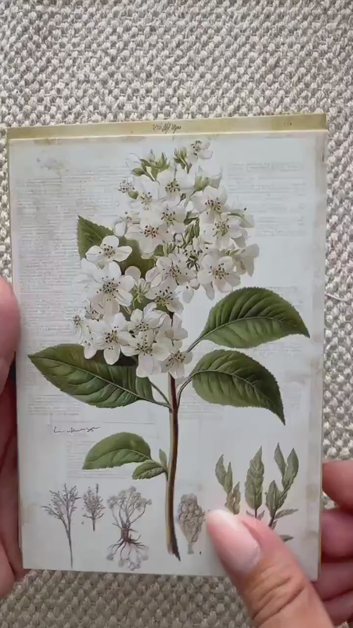 Set of 20, Vintage Botanical Postcard , Botanical Ephemera Cards, Junk Journal Supplies, Nature Collage Cards