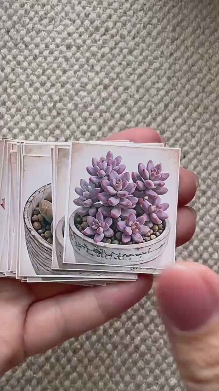 Set of 30 Succulent Stickers Set, Cactus & Succulent Die Cuts, Botanical Planner, Plant Lover Scrapbook Ephemera, Cottagecore Journal Pack