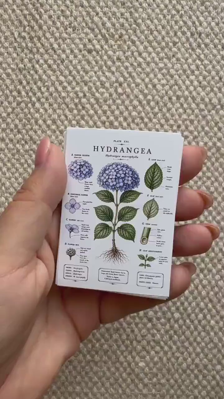 Vintage Botanical Stickers Set of 16, Botanical Illustration Stickers, Flower Study Stickers, Junk Journal Ephemera, Handmade in UK