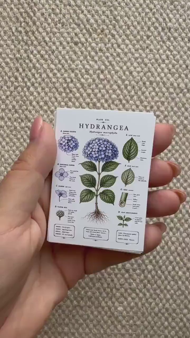 Vintage Botanical Stickers Set of 16, Botanical Illustration Stickers, Flower Study Stickers, Junk Journal Ephemera, Handmade in UK