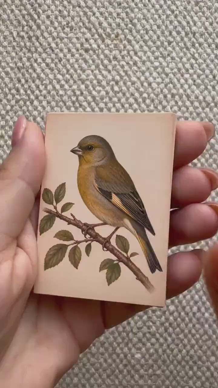 Vintage British Bird Stickers Set of 16, Robin Blue Tit Goldfinch Finch Nature Journal Stickers Bird Lover Gift UK Handmade