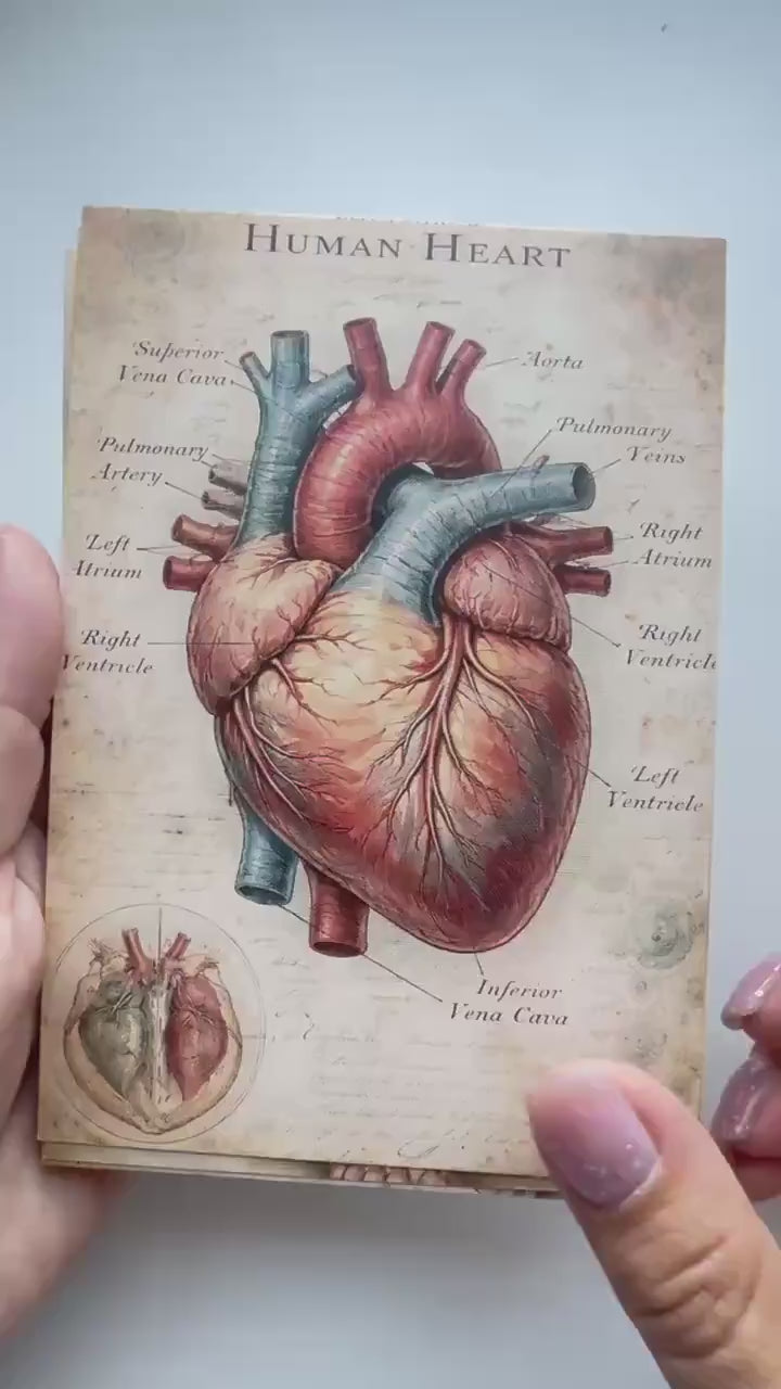 Set of 20 Vintage Anatomy Postcards 14.5 x 10 cm, Medical Illustration Cards, Human Body Ephemera, Junk Journal Scrapbooking Supplies