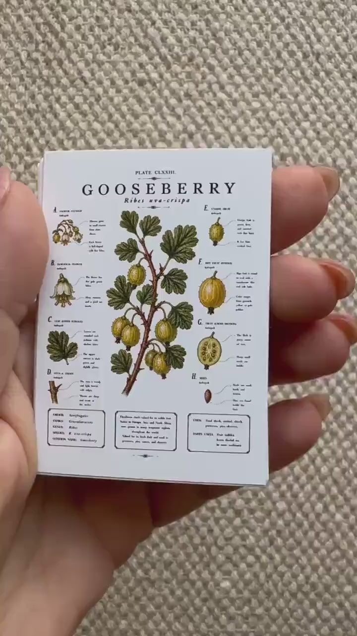 Vintage Fruit Stickers Set of 16, Botanical Fruit Illustrations, Cottagecore Journal Stickers, Fruit Ephemera, UK Handmade